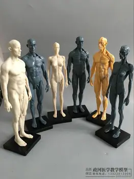 30 cm Umenie Ľudské Telo Modelu Anatómia Pohybového Štruktúra Model CG Maliarstvo, Sochárstvo Vyučovania Obrázok